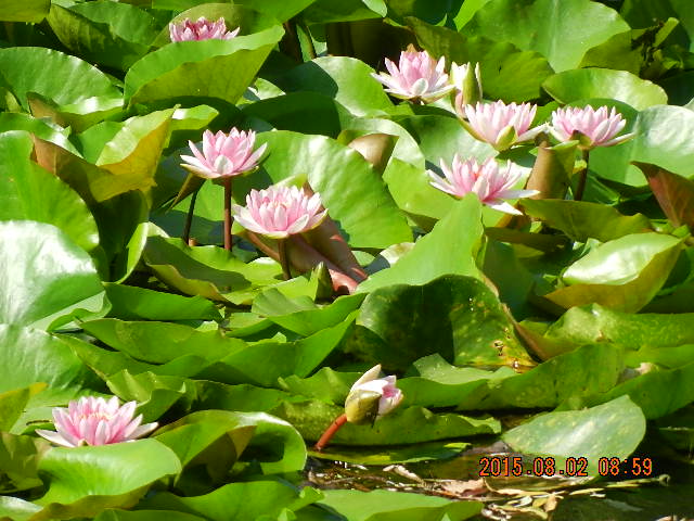 DSCN8985.JPG