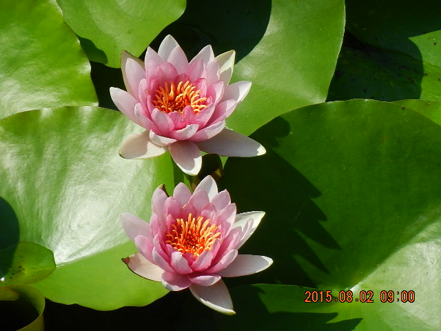 DSCN8988.JPG