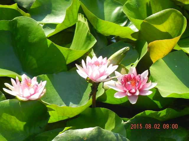 DSCN8990.JPG