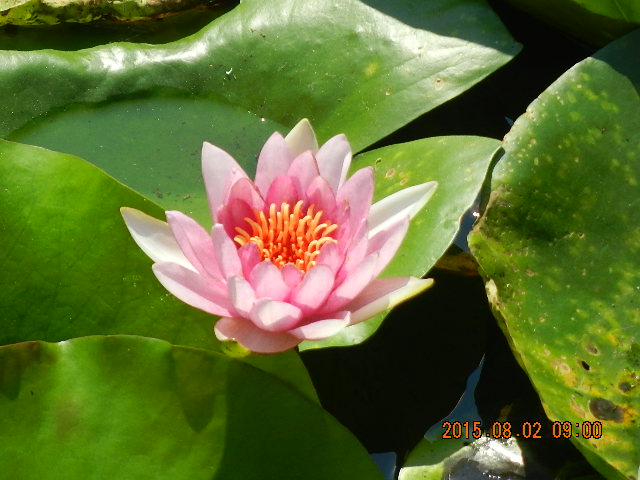 DSCN8991.JPG