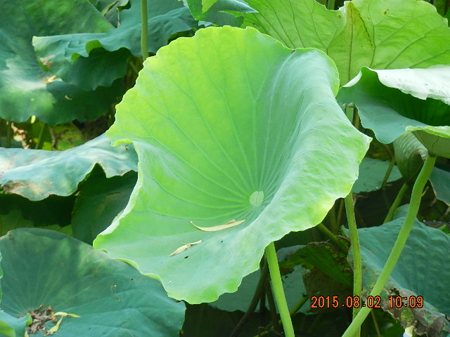 DSCN9033.JPG