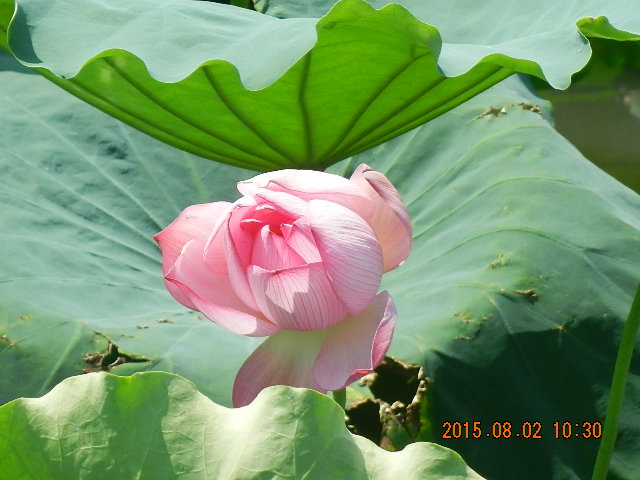 DSCN9066.JPG