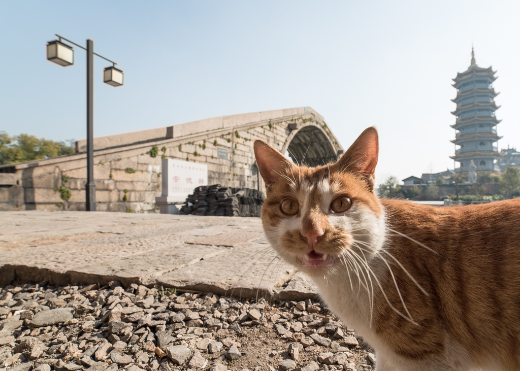 猫眼观桥.jpg